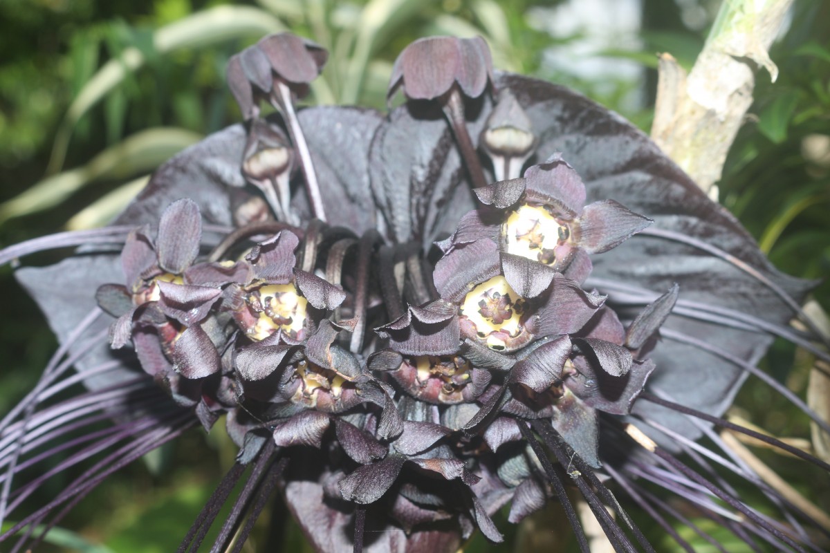 Tacca chantrieri André